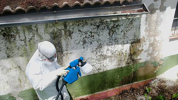 Top rated local Mold Remediation specialists in Reva, VA